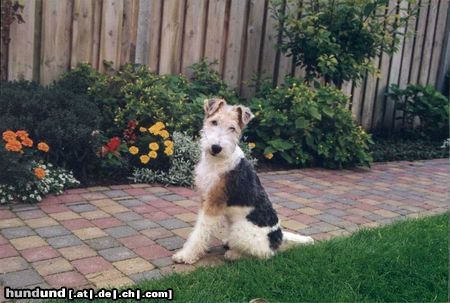 Foxterrier Drahthaar Hunde Foto 26575 Foxterrier Drahthaar der schone und kleine Timmie.