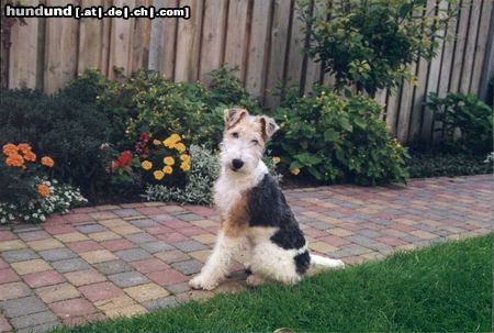 Foxterrier Drahthaar Hunde Foto 26593 Foxterrier Drahthaar ich bin klein und sehr lieb !