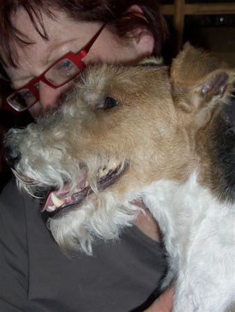 Foxterrier Drahthaar Hunde Foto 31318 Foxterrier Drahthaar Der schone Timmie