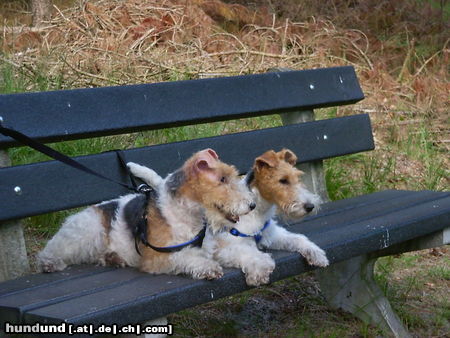 Foxterrier Drahthaar Hunde Foto 25432 Foxterrier Drahthaar Wir als mutter und Tochter lieben uns sehr.
