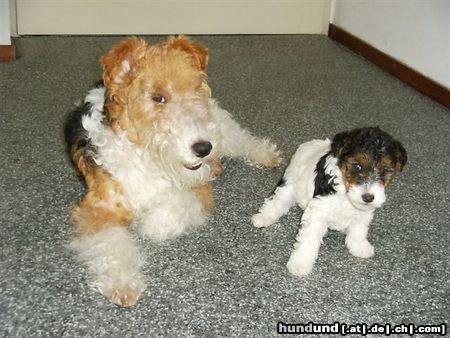 Foxterrier Drahthaar Hunde Foto 25668 Foxterrier Drahthaar Mutter Timmie und Tochter Tessa !