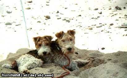 Foxterrier Drahthaar Hunde Foto 23710 Foxterrier Drahthaar Wir lieben uns fur immer !