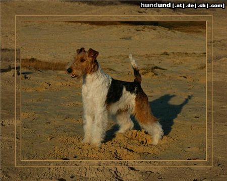 Foxterrier Drahthaar Hunde Foto 23654 Foxterrier Drahthaar mein name ist Spike und ich bin wirklich eine schonheit !