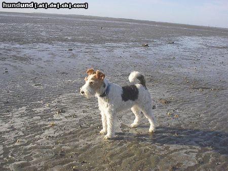 Foxterrier Drahthaar im Urlaub an der Nordseeküste