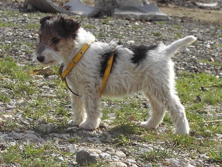 Foxterrier Drahthaar Hunde Foto 39665 in höherer Auflösung ansehen Foxterrier Drahthaar Foxi