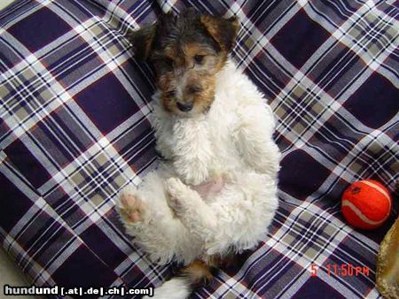 Foxterrier Drahthaar Hunde Foto 24763 Foxterrier Drahthaar ich bin nog ganz klein