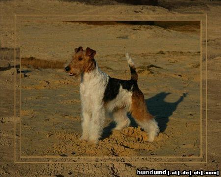 Foxterrier Drahthaar Hunde Foto 23679 Foxterrier Drahthaar Ich bin eine schone drahthaar foxterrier und mein name ist SPIKE !