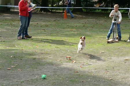 Foxterrier Drahthaar Hunde Foto 34458 Foxterrier Drahthaar Ich komme in Action !