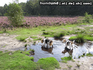 Foxterrier Drahthaar Hunde Foto 26155 Foxterrier Drahthaar Das wir zwei in die schonen natur sein ist fur uns das schonste was es gibt !