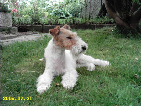 Foxterrier Drahthaar Hunde Foto 33062 in höherer Auflösung ansehen Foxterrier Drahthaar süße Netty