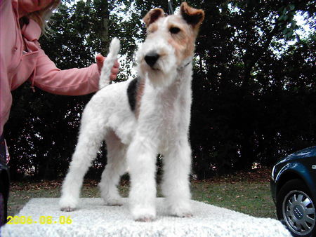 Foxterrier Drahthaar Hunde Foto 33262 in höherer Auflösung ansehen Foxterrier Drahthaar Wie seh ich aus?