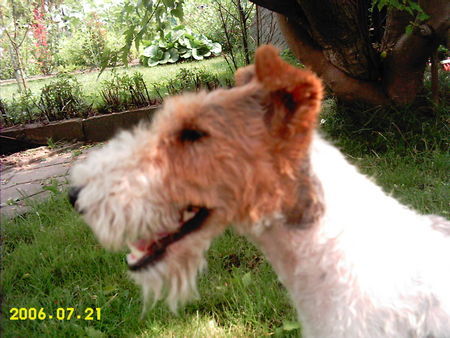 Foxterrier Drahthaar Hunde Foto 33119 in höherer Auflösung ansehen Foxterrier Drahthaar Netty im Profil