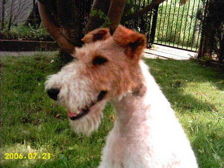 Foxterrier Drahthaar Hunde Foto 33127 in höherer Auflösung ansehen Foxterrier Drahthaar bin schön