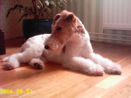 Foxterrier Drahthaar Hunde Foto 34866 in höherer Auflösung ansehen Foxterrier Drahthaar Netty