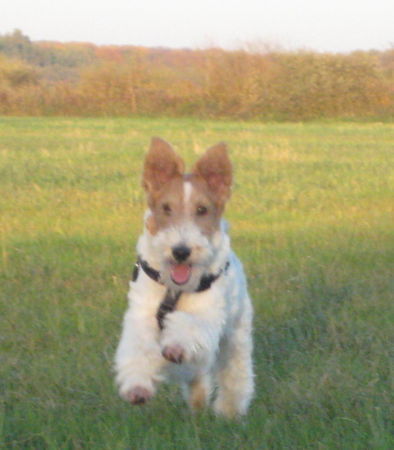 Foxterrier Drahthaar Hunde Foto 43107 in höherer Auflösung ansehen Foxterrier Drahthaar Netty