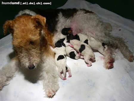 Foxterrier Drahthaar Hunde Foto 22637 Foxterrier Drahthaar Neues Leben
