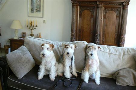 Foxterrier Drahthaar Hunde Foto 35805 Foxterrier Drahthaar Drei generationen Foxterrier , Oma, Mutter, Tochter
