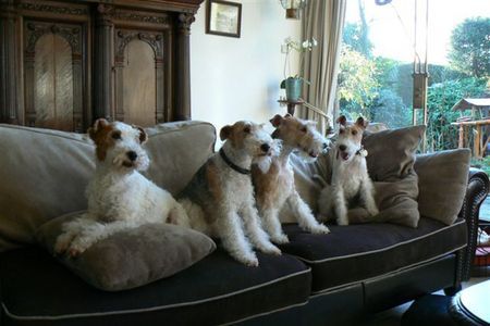 Foxterrier Drahthaar Hunde Foto 35806 Foxterrier Drahthaar Vier generationen Foxterrier ,Obergroboma, Oma, Mutter, Tochter