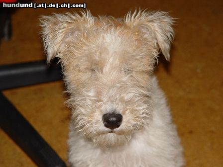 Foxterrier Drahthaar Hunde Foto 17935 in höherer Auflösung ansehen Foxterrier Drahthaar Ich bin klein mein Herz ist rein.......