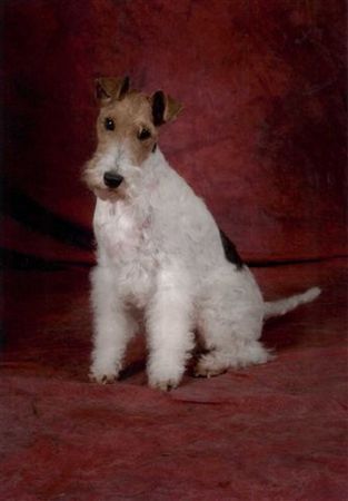 Foxterrier Drahthaar Hunde Foto 38474 Foxterrier Drahthaar Ich bin eine sehr schone Drahthaar Foxterrier ! Daisy