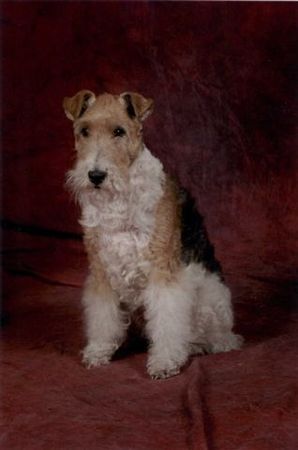Foxterrier Drahthaar Hunde Foto 38475 Foxterrier Drahthaar Ich bin eine sehr schone Drahthaar Foxterrier ! Daisy