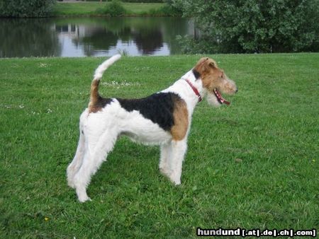 Foxterrier Drahthaar Hunde Foto 23500 in höherer Auflösung ansehen Foxterrier Drahthaar Ich bin eine sehr schone drahthaar foxterrier