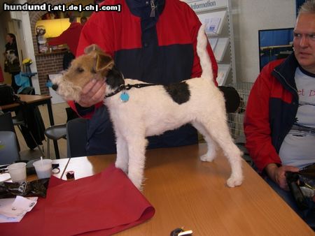 Foxterrier Drahthaar Hunde Foto 23743 Foxterrier Drahthaar Ich bin sehr schon und lieb !