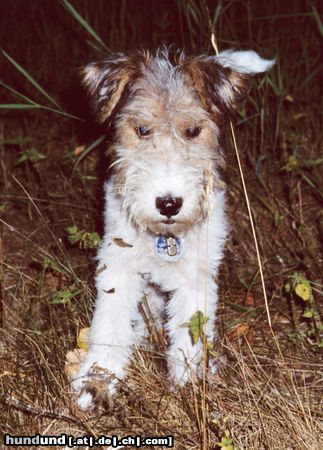 Foxterrier Drahthaar Hunde Foto 7662 Foxterrier Drahthaar Klein und gaaanz „wild“