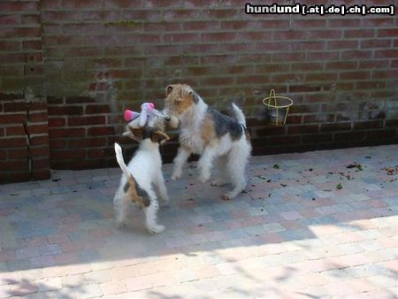 Foxterrier Drahthaar Hunde Foto 26355 Foxterrier Drahthaar Mutter und Sohn