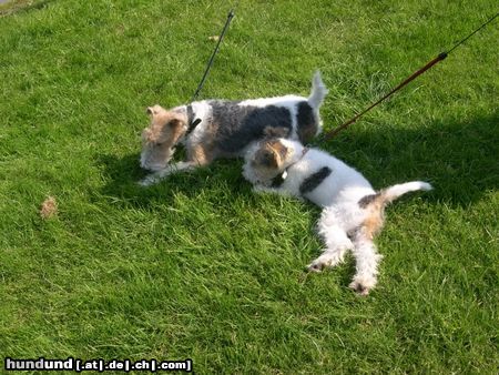 Foxterrier Drahthaar Hunde Foto 26318 Foxterrier Drahthaar Mutter uns Sohn .