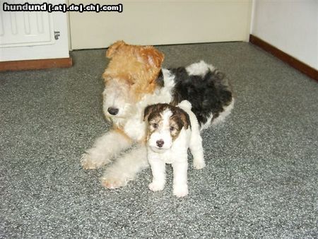 Foxterrier Drahthaar Hunde Foto 23818 Foxterrier Drahthaar wir zwei haben uns sehr lieb !