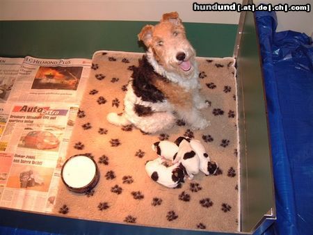 Foxterrier Drahthaar Hunde Foto 23506 Foxterrier Drahthaar wir sind sehr glucklich zusammen