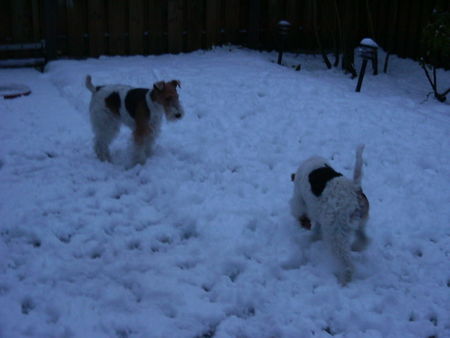 Foxterrier Drahthaar Hunde Foto 27000 Foxterrier Drahthaar Mutter Timmie und Tochter Daisy zusammen in der Schnee !