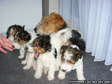 Foxterrier Drahthaar Hunde Foto 23867 Foxterrier Drahthaar Mutter Timmie mit Daisy, Tessa, Bobbie, Rex