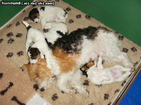 Foxterrier Drahthaar Hunde Foto 23868 Foxterrier Drahthaar zusammen schafen ist schon!