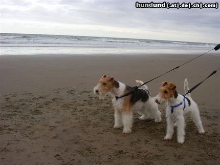 Foxterrier Drahthaar Hunde Foto 25850 Foxterrier Drahthaar Mutter und Tochter !