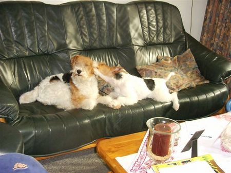 Foxterrier Drahthaar Hunde Foto 29417 Foxterrier Drahthaar Wir lieben uns fur immer.