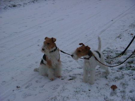 Foxterrier Drahthaar Hunde Foto 27887 Foxterrier Drahthaar Wir beiden als Mutter und Tochter im schnee !