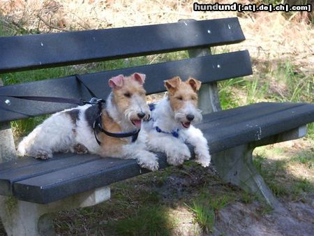 Foxterrier Drahthaar Hunde Foto 25435 Foxterrier Drahthaar samen op een klein bankje