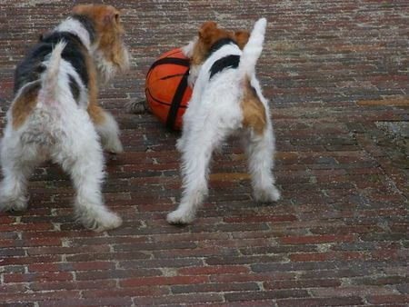 Foxterrier Drahthaar Hunde Foto 30443 Foxterrier Drahthaar wir beiden zusammen !