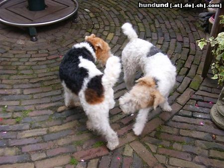 Foxterrier Drahthaar Hunde Foto 24290 Foxterrier Drahthaar Das ist meine mutter Timmie.