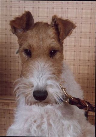 Foxterrier Drahthaar Hunde Foto 28264 Foxterrier Drahthaar Eine kleine schone Daisy !