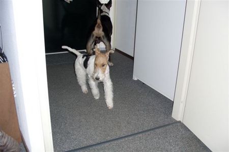 Foxterrier Drahthaar Hunde Foto 34457 Foxterrier Drahthaar Ich bin der schone Daisy !