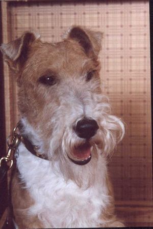 Foxterrier Drahthaar Hunde Foto 28054 Foxterrier Drahthaar Ich bin eine schonheit ! Timmie