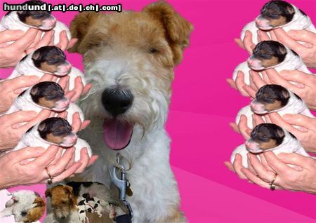 Foxterrier Drahthaar Hunde Foto 23502 Foxterrier Drahthaar Wir sind eine glucklichen familie !