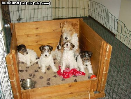 Foxterrier Drahthaar Hunde Foto 23530 Foxterrier Drahthaar Wir lieben unsere Mutter Timmie !