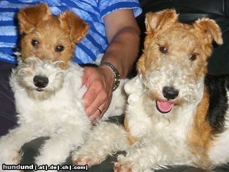 Foxterrier Drahthaar Hunde Foto 22902 Foxterrier Drahthaar Wir lieben uns fur immer.