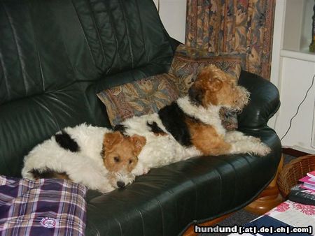 Foxterrier Drahthaar Hunde Foto 24427 Foxterrier Drahthaar Mutter und Tochter zusammen !