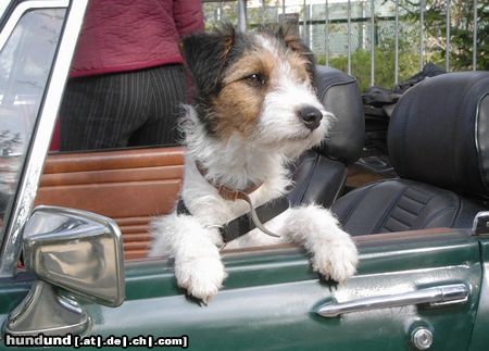 Foxterrier Drahthaar Hunde Foto 11359 Foxterrier Drahthaar Neelah als Beifahrerin im MG