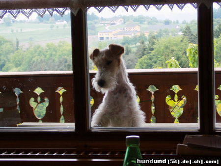 Foxterrier Drahthaar Hunde Foto 24468 Foxterrier Drahthaar